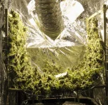 SCROG.webp SCROG.webp