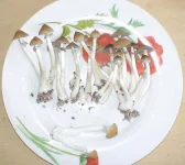 recolte4.webp