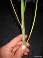 IMG_0359.webp IMG_0359.webp