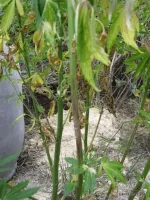 IMG_0397.webp IMG_0397.webp