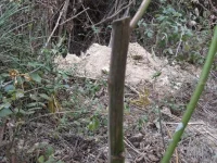 IMG_0411.webp IMG_0411.webp
