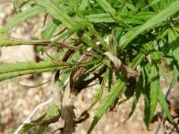 DSCN0160.webp
