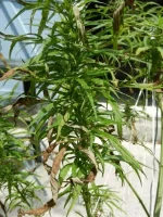 DSCN0163.webp