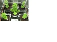 SAM_0263.webp