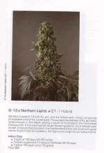 TSB1990page81.webp