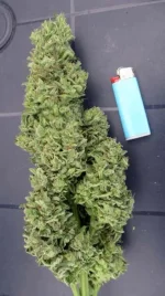 Auto-Super-Skunk---Copie.webp