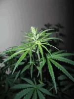 DSCF1177-001.webp