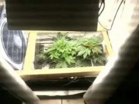 scrog v1 - Copie.webp