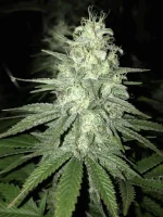 ganja 76.webp