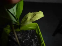 P1000920.webp P1000920.webp