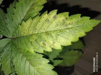 IMG_20190503_220731.webp IMG_20190503_220731.webp
