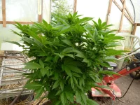 003.webp