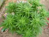 002.webp