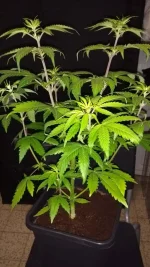 IMG_20190417_222249850.webp