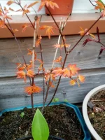 IMG_20190323_094410.webp