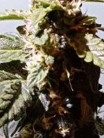 CBD1.webp CBD1.webp