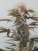 CBD2.webp CBD2.webp
