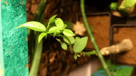DSC_0555.webp