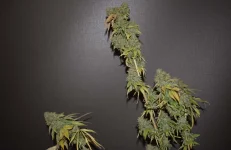 DSC_0291.webp