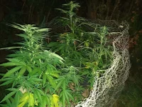 IMG_20190704_223512.webp