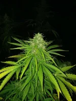 IMG_20190731_214330[1].webp