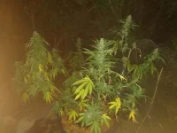 IMG_20190725_225851[1].webp
