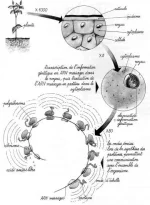 la-garance-480x653.jpg.6675ebbb8c529d6ae6ee498a3fb1ef49.webp
