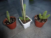 P1010531.webp
