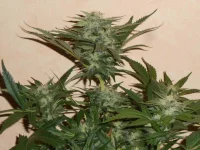 Orange Soda F+54 3.webp
