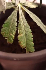 Screenshot_20190717-191859_Gallery~2.webp