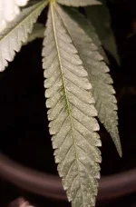 Screenshot_20190717-191908_Gallery~2.webp