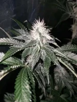 Stramberry Sour Diesel flo+23 (1).webp