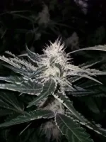 Stramberry Sour Diesel flo+23 (2).webp