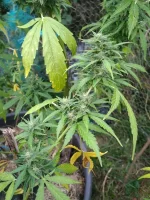 IMG_20190809_161721.webp