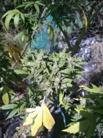 IMG_20190816_151639.webp