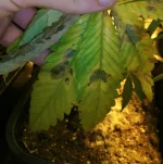 IMG_20190908_222756.webp