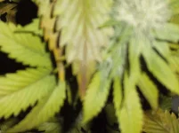 DSCF0059.webp