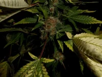 DSCN1515.webp