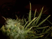 DSCN1524.webp