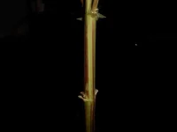 DSCN1529.webp