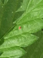 insecte 2904.webp insecte 2904.webp