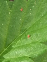 insecte2 2904.webp insecte2 2904.webp