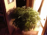 CAM00242.webp