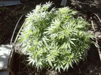 CAM00331.webp