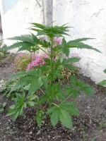 11052.webp 11052.webp
