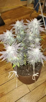 haribo trichome.webp