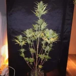 IMG_20191111_163547.webp