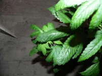 DSCN9878.webp