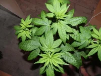 DSCN9881.webp