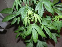 DSCN9882.webp